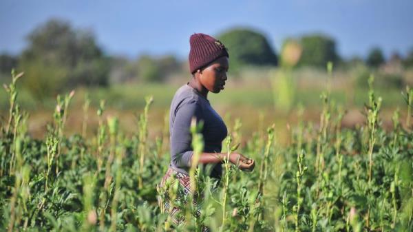 非洲和欧洲的农业需要保护